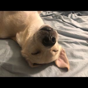 Meet your Posher, Anna